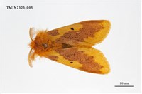 藏品(寬帶黃毒蛾)的圖片